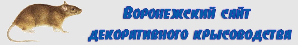 Воронежский Сайт Декоративного Крысоводства